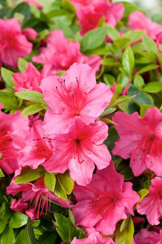 Azalea japonica 'Vuyk's Scarlet' - Azalée du Japon