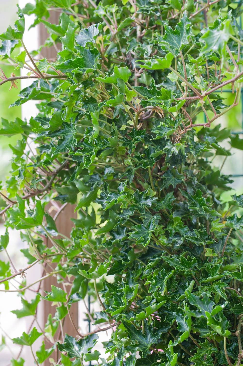 Hedera helix 'Ivalace' - Lierre