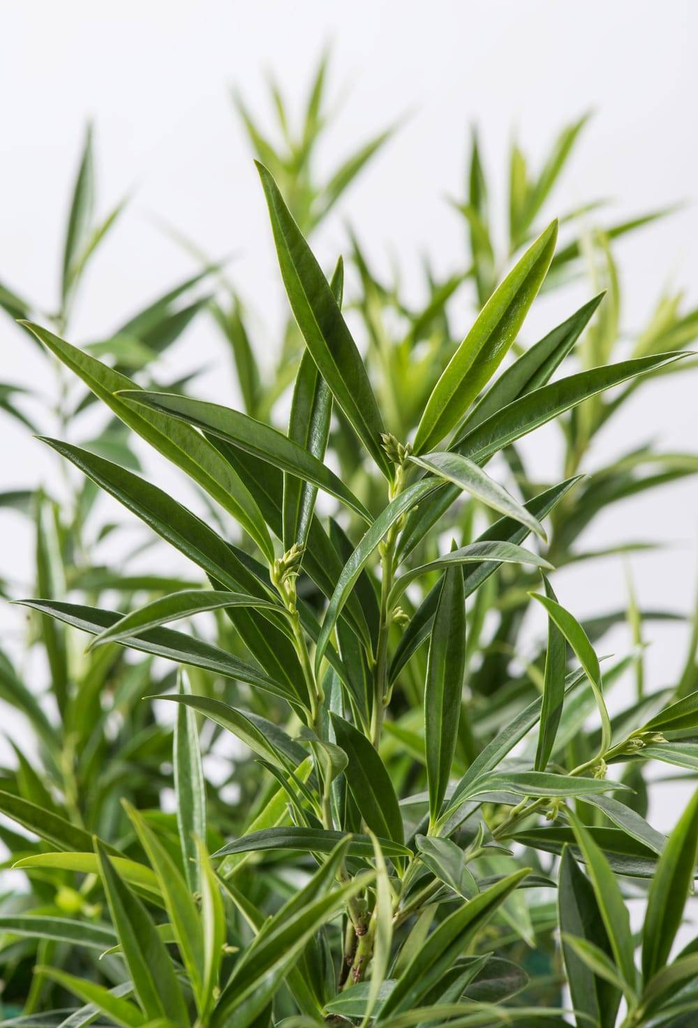 Sarcococca saligna