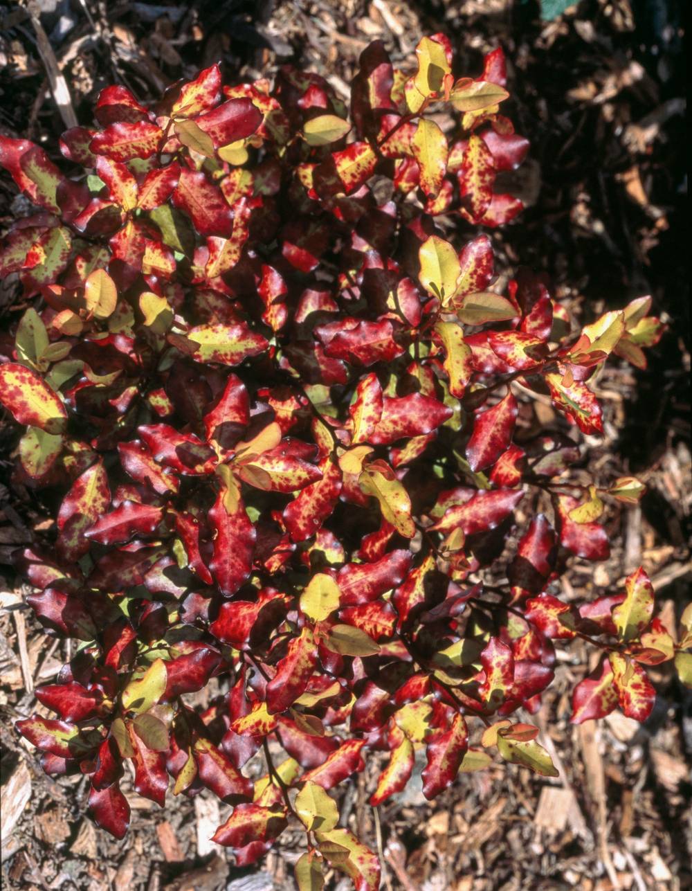 Pseudowintera colorata 'Red Leopard' - Poivrier de montagne