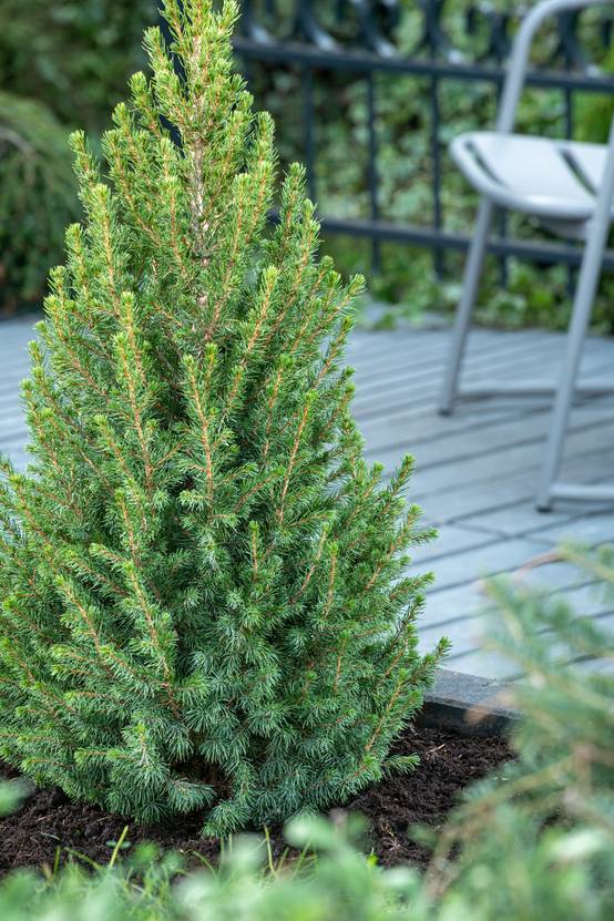Picea glauca 'Conica' - Epicéa