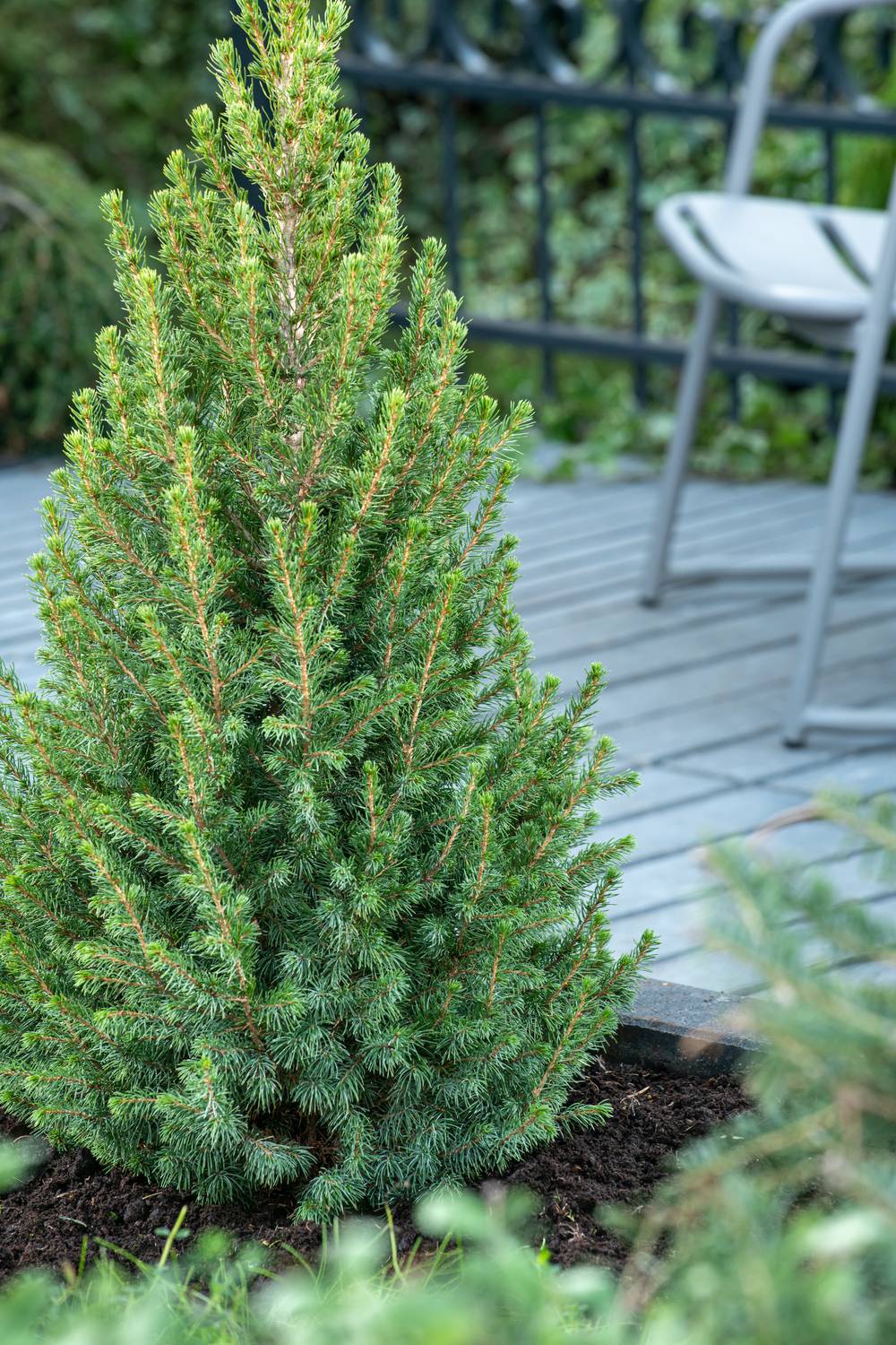 Picea glauca 'Conica' - Epicéa