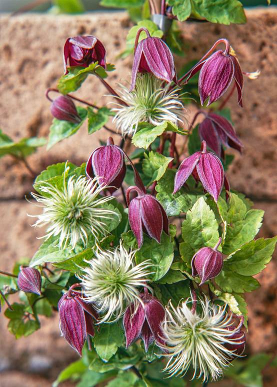 Clématite 'Amethyst Beauty' - Clematis