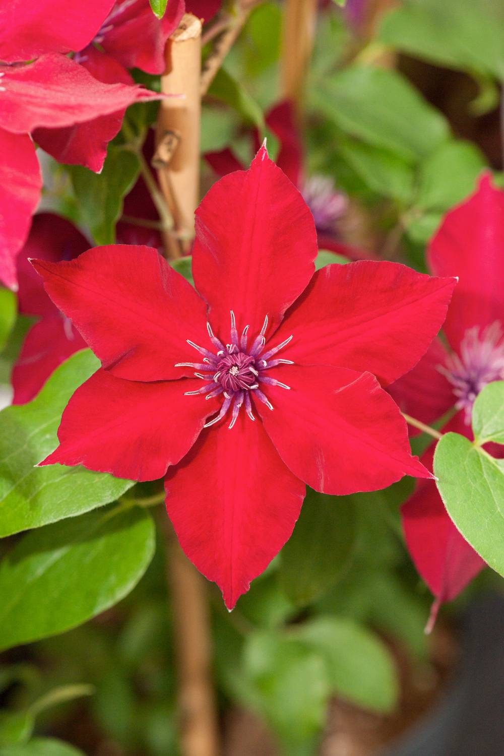 Clématite Boulevard® 'Nubia' - Clematis