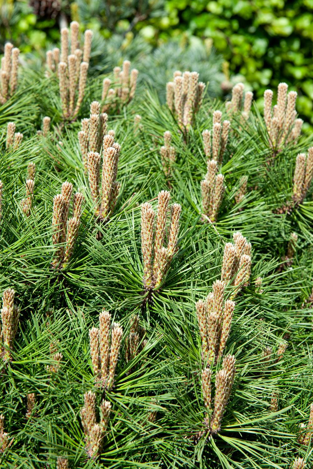 Pinus mugo 'Mops' - Pin mugho