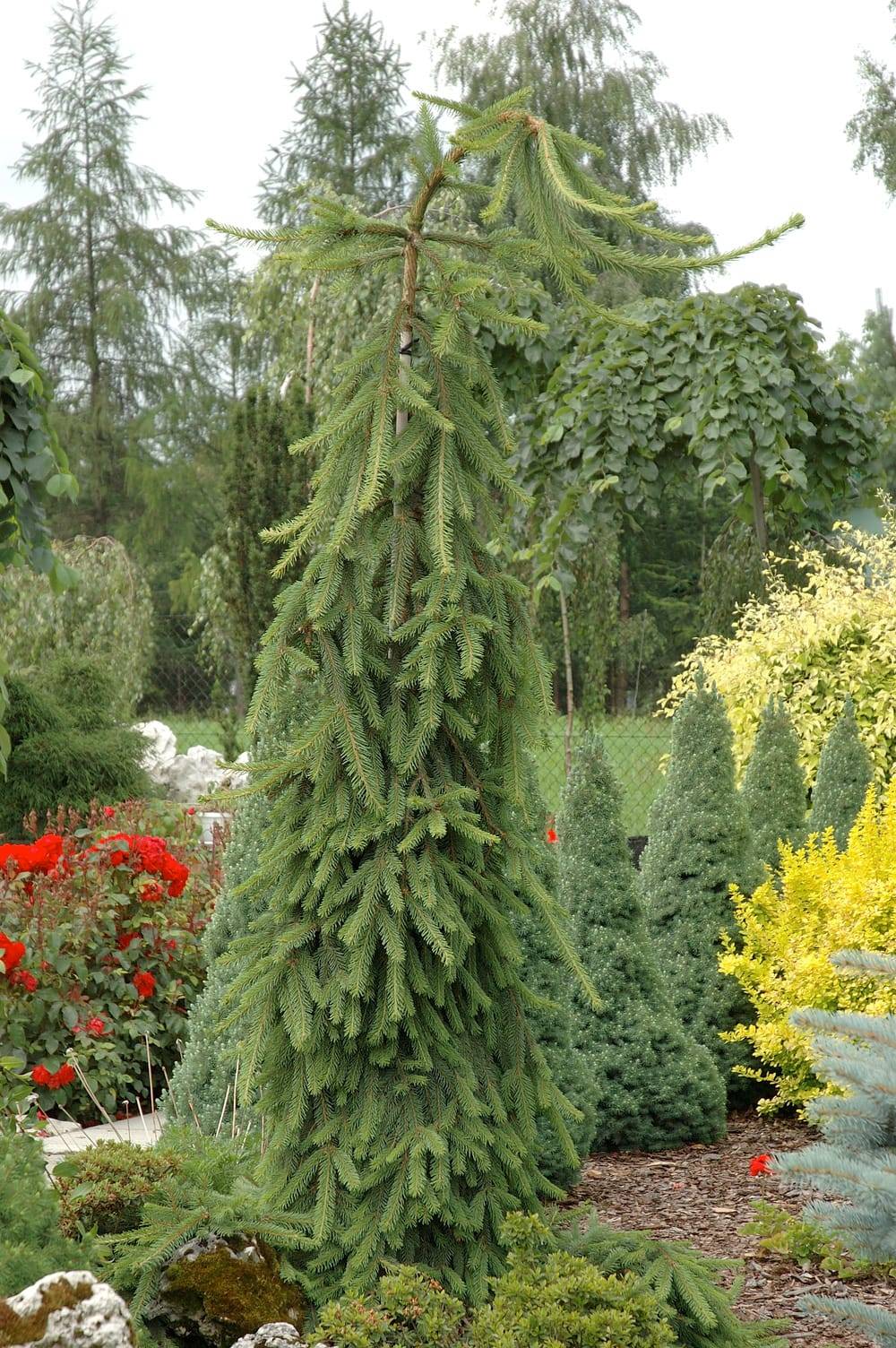 Picea abies 'Inversa' - Epicéa