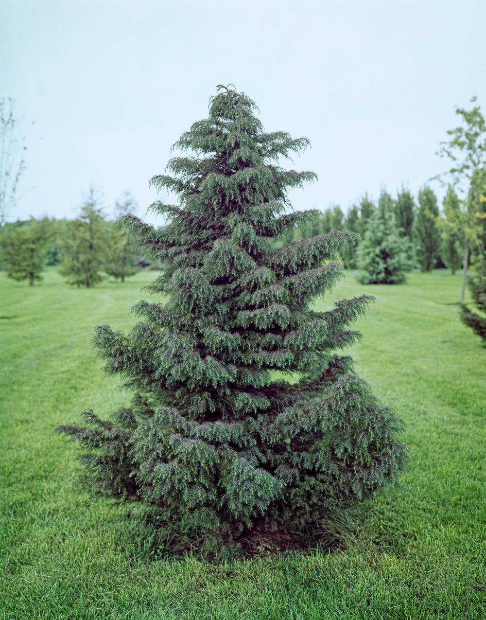 Cryptomeria japonica 'Elegans'