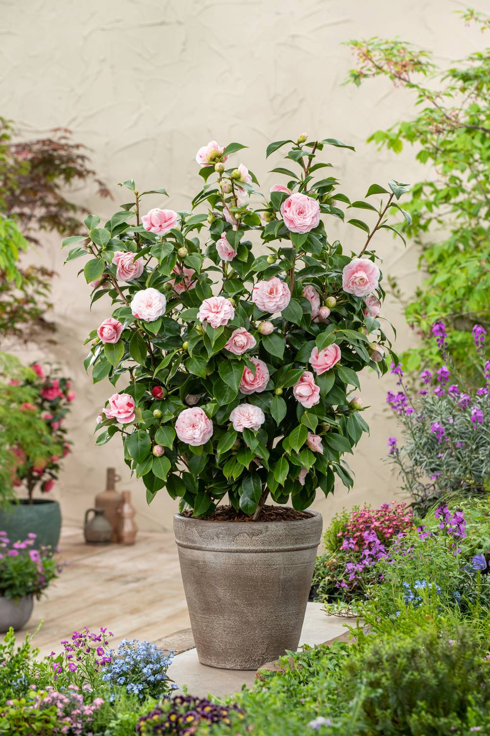 Camellia champêtre 'Minato-No-Akebono' - Camellia champêtre