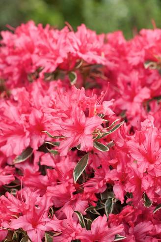 Azalea japonica 'Silver Sword' - Azalée du Japon