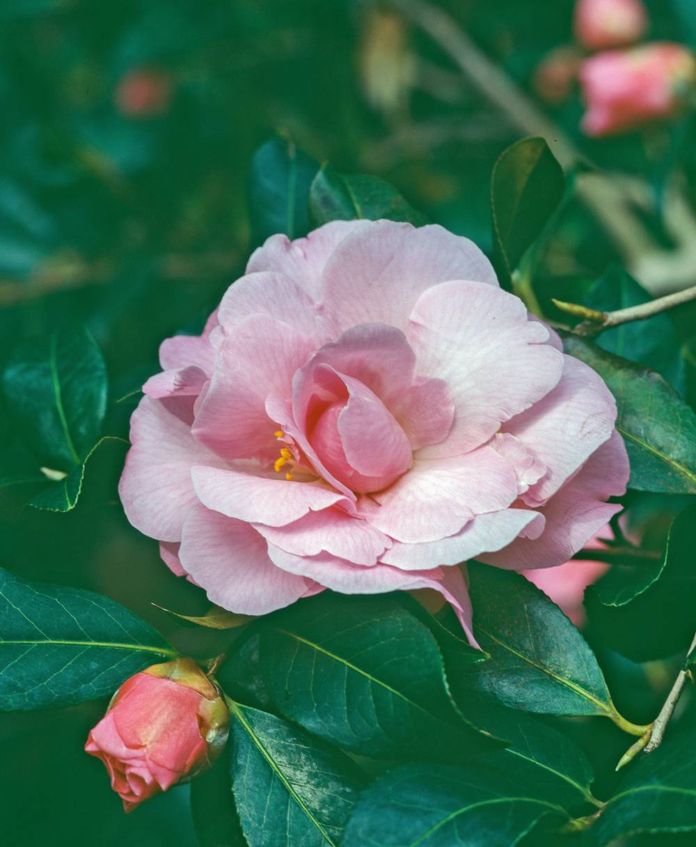 Camellia williamsii 'Gay Time' - Camélia du Japon