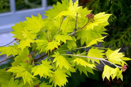 Acer shirasawanum 'Aureum' - Érable du Japon doré