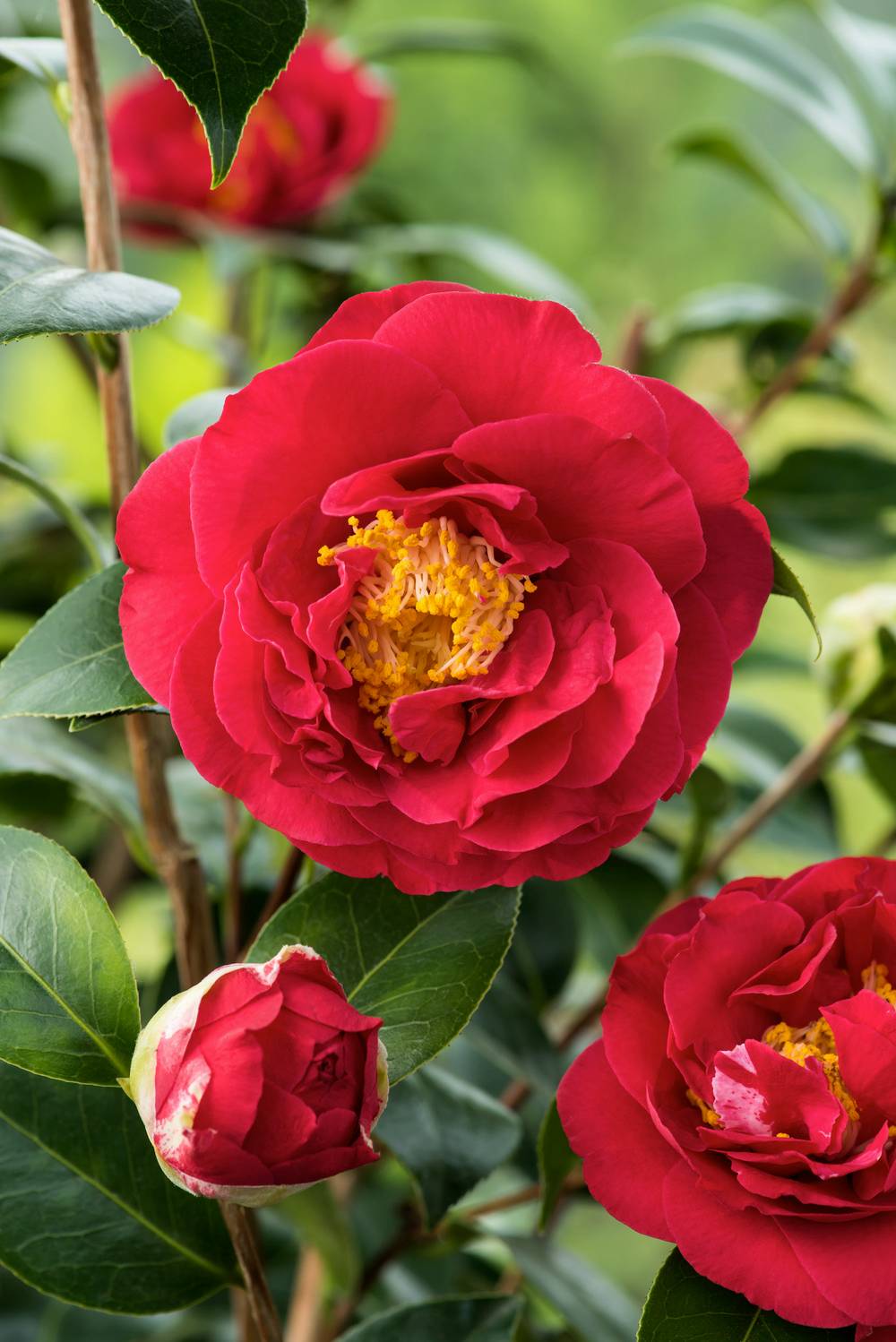 Camellia japonica 'Blood of China' - Camélia du Japon