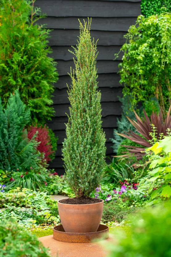 Juniperus Communis Sentinel Gen vrier Commun Pot De 3 Litres juniperus-communis-sentinel-gen-vrier-commun-pot-de-3-litres