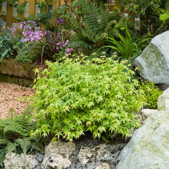 Acer palmatum 'Little Princess' - Érable du Japon