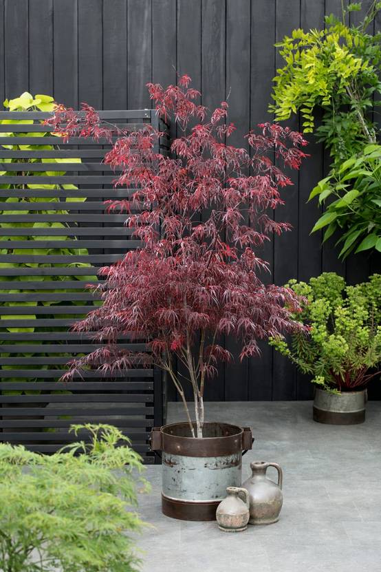 Acer palmatum 'Atrolineare' - Érable du Japon