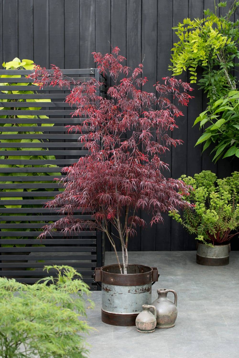 Acer palmatum 'Atrolineare' - Érable du Japon