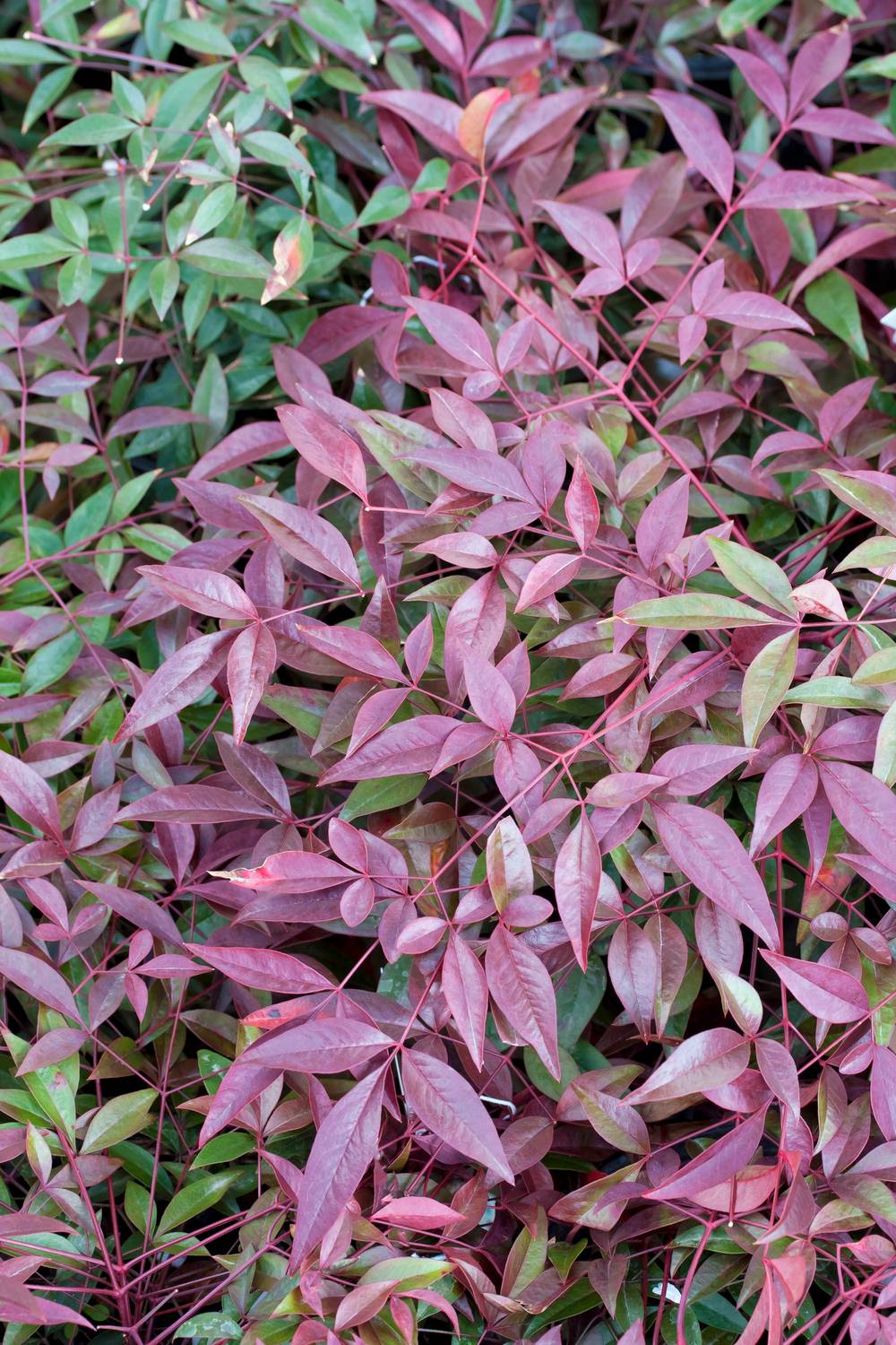 Nandina domestica 'Flirt'- 'Murasaki' - Bambou sacré