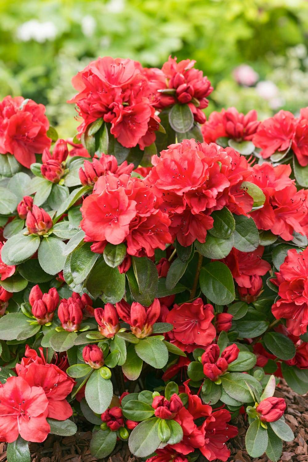 Azalea japonica 'Ardeur' - Azalée du Japon