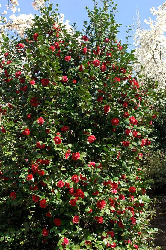 Camellia williamsii 'Ruby Wedding' - Camélia du Japon
