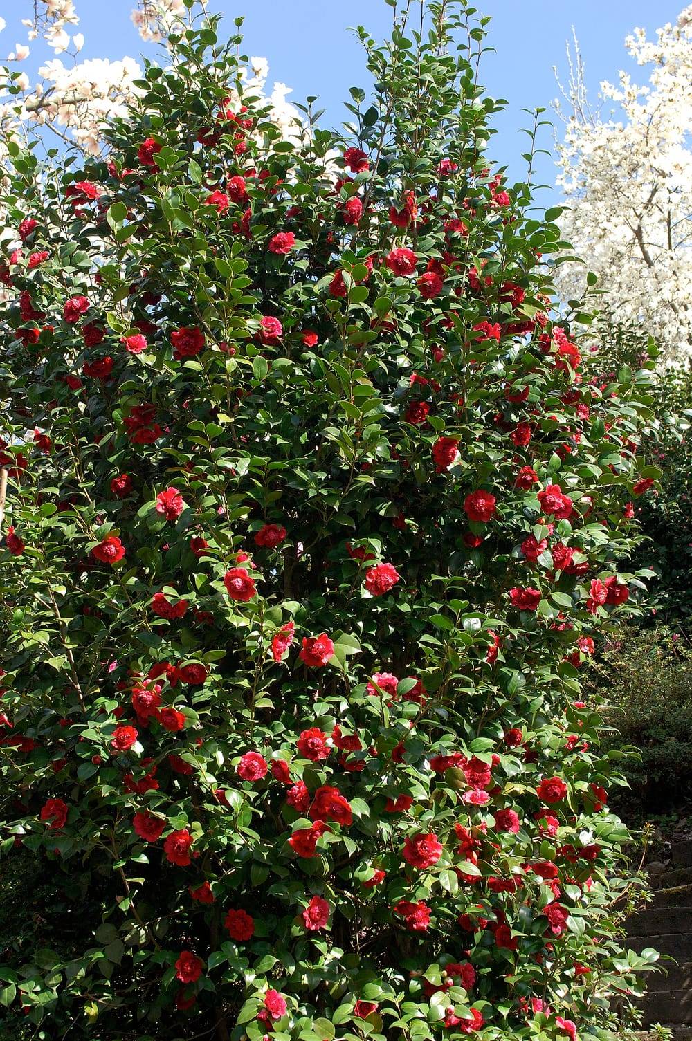 Camellia williamsii 'Ruby Wedding' - Camélia du Japon