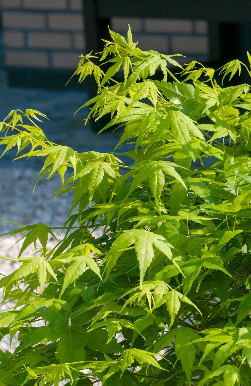 Acer palmatum 'Going Green' - Érable du Japon