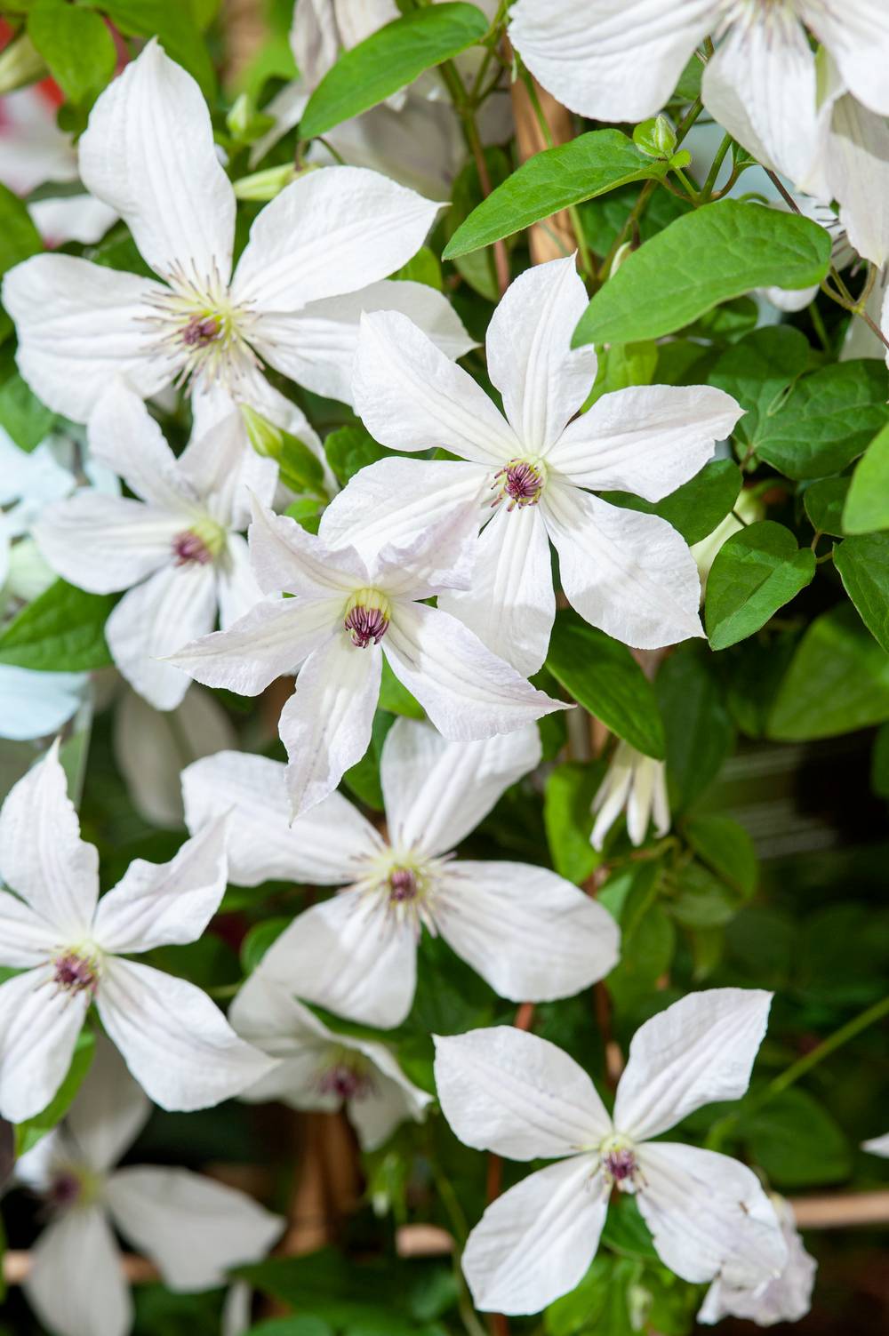 Clématite 'Forever Friends' - Clematis