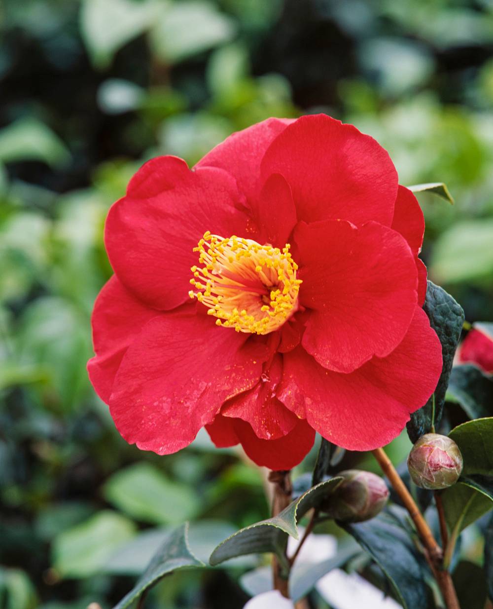 Camellia japonica 'San Dimas' - Camélia du Japon