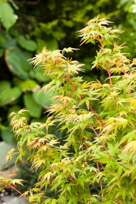 Acer palmatum 'Bi Hoo' - Érable du Japon