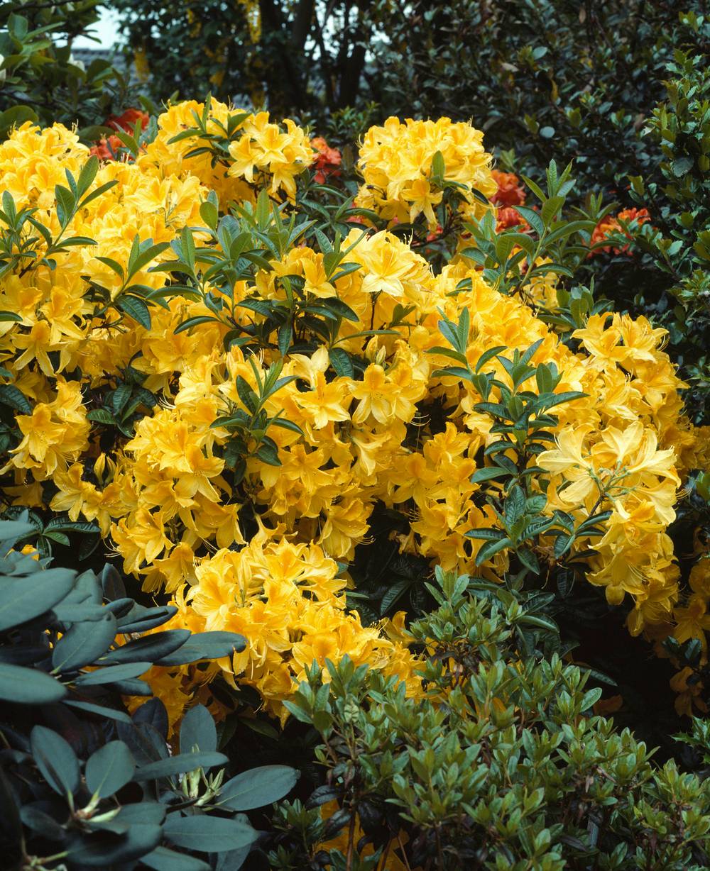 Azalea mollis 'Goldtopas' - Azalée de Chine