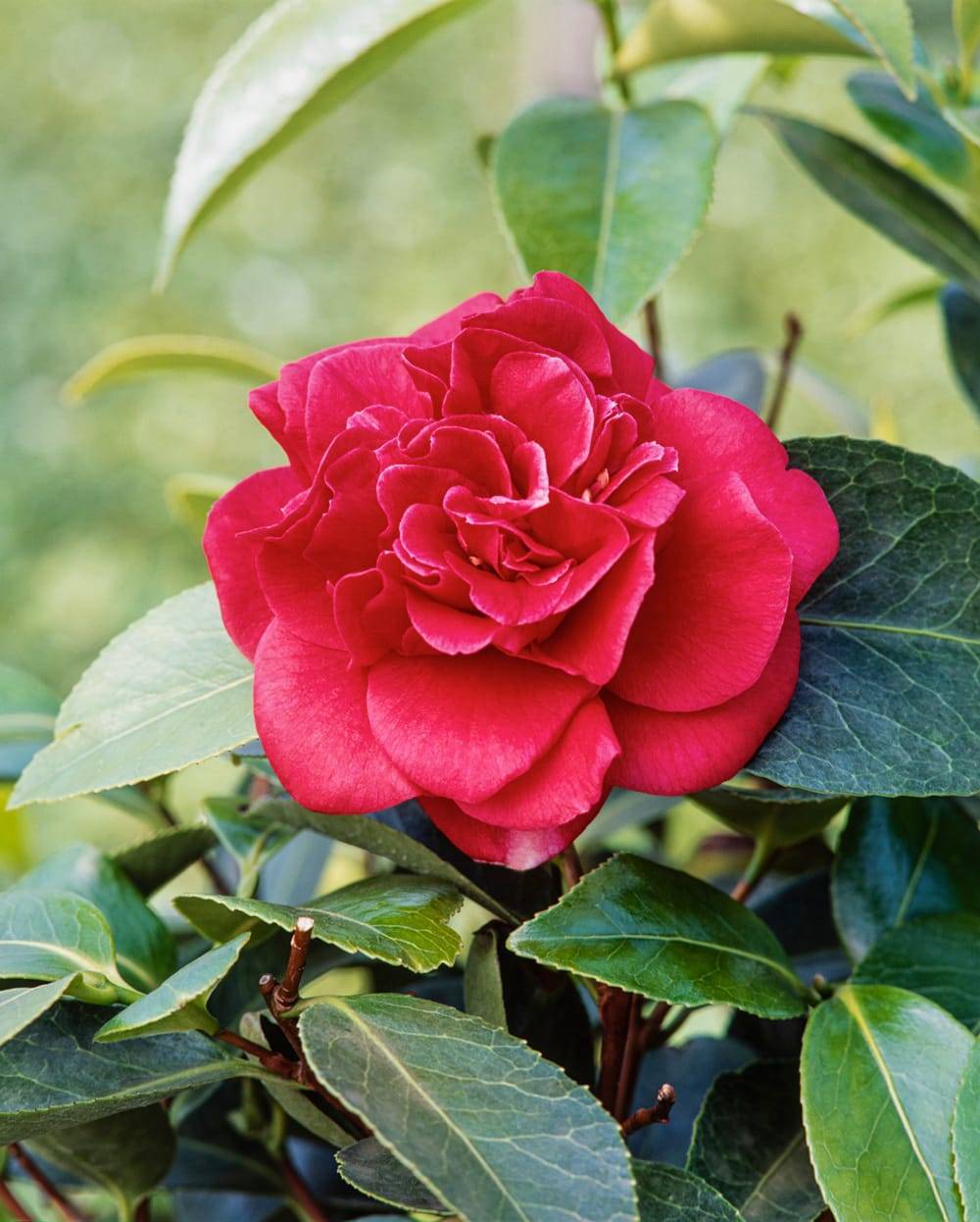 Camellia japonica 'Mrs Charles Cobb' - Camlia du Japon - Pot de 4 litres -  Gamm vert
