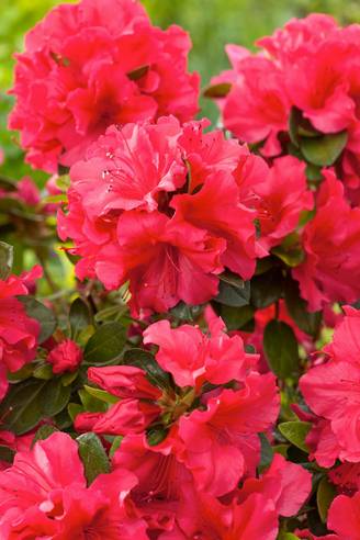 Azalea japonica 'Vuyk's Rosyred' - Azalée du Japon