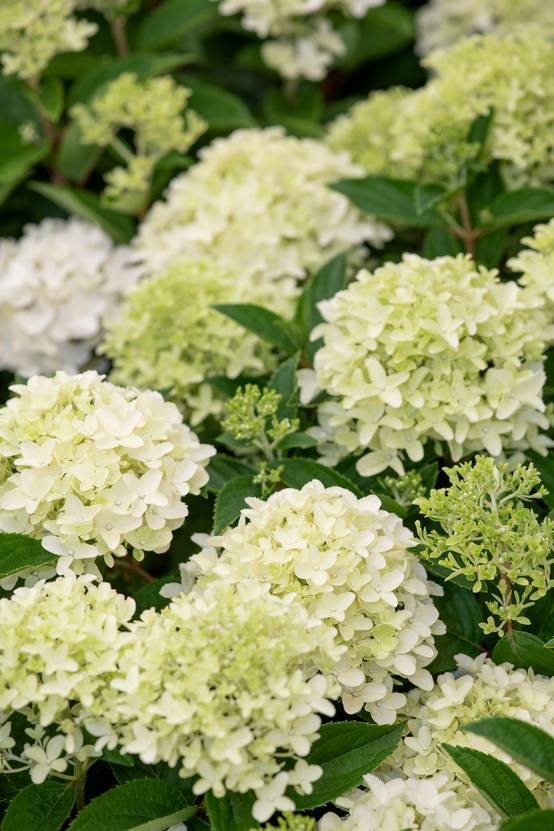 Hydrangea paniculata 'Whitelight' - Hortensia paniculé