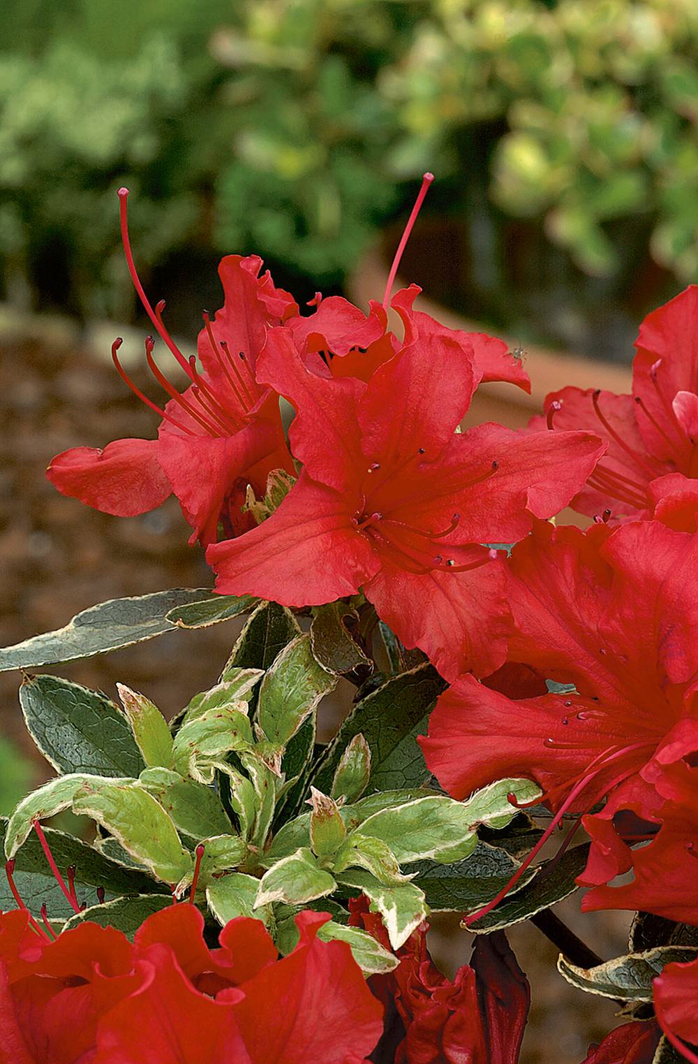 Azalea japonica 'Hot shot Variegata' - Azalée du Japon