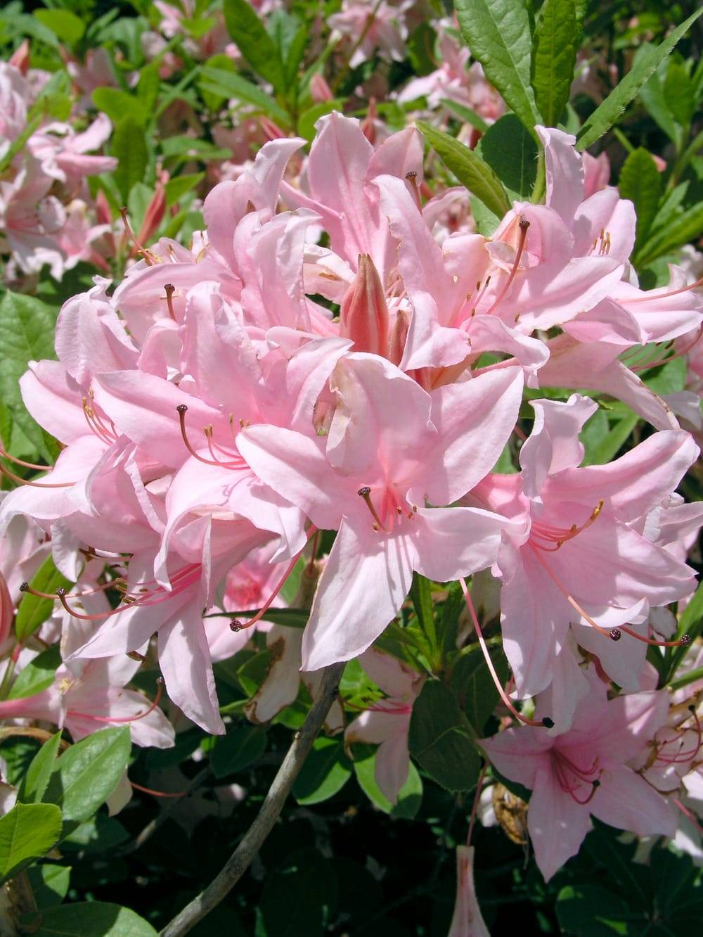 Azalea mollis 'Soir de Paris' - Azalée de Chine