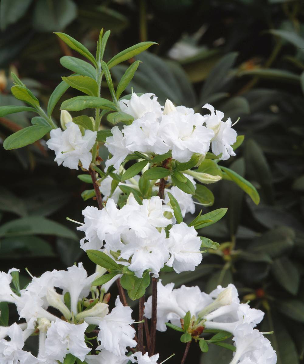 Azalea mollis 'Whitethroat' - Azalée de Chine