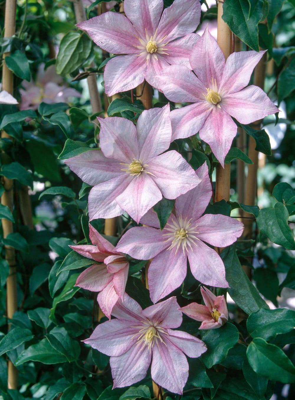 Clématite 'Caroline' - Clematis