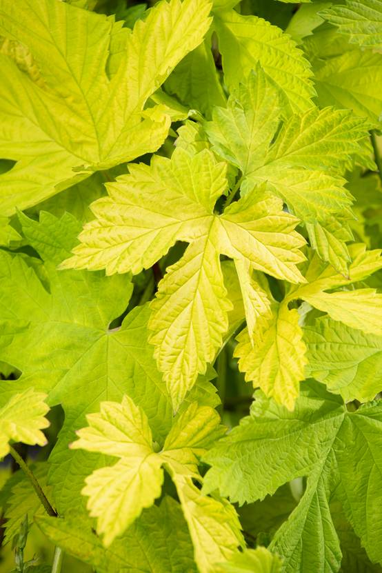 Humulus lupulus 'Aureus' - Houblon doré