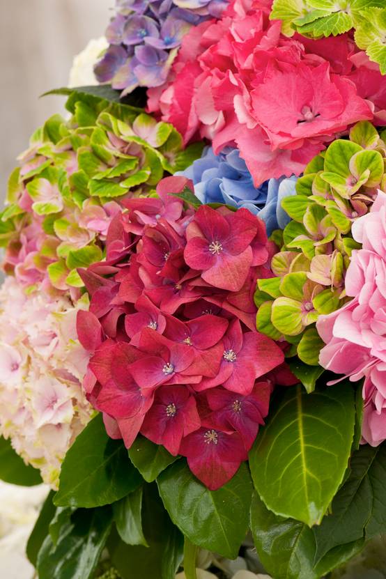 Hydrangea macrophylla 'Magical' assorti - Hortensia