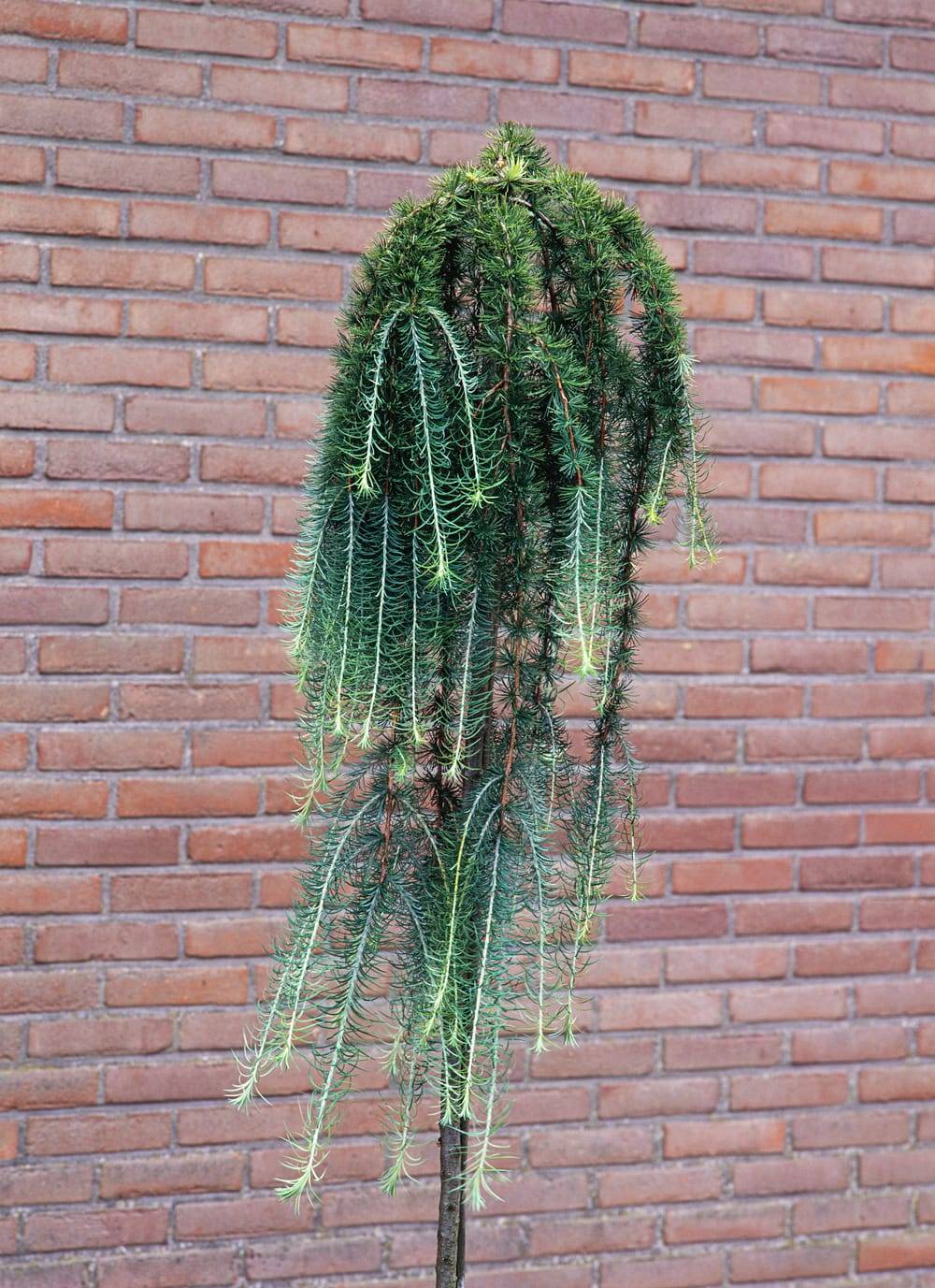 Larix kaempferi 'Stiff Weeper' - Mélèze du Japon