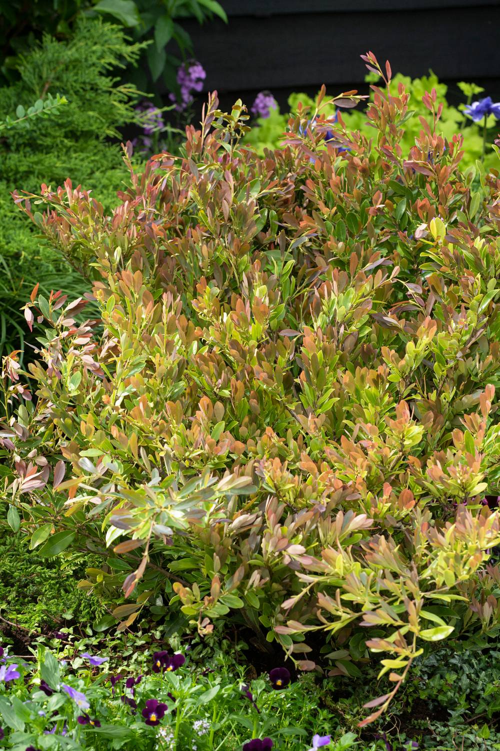 Distylium 'Blue Cascade'