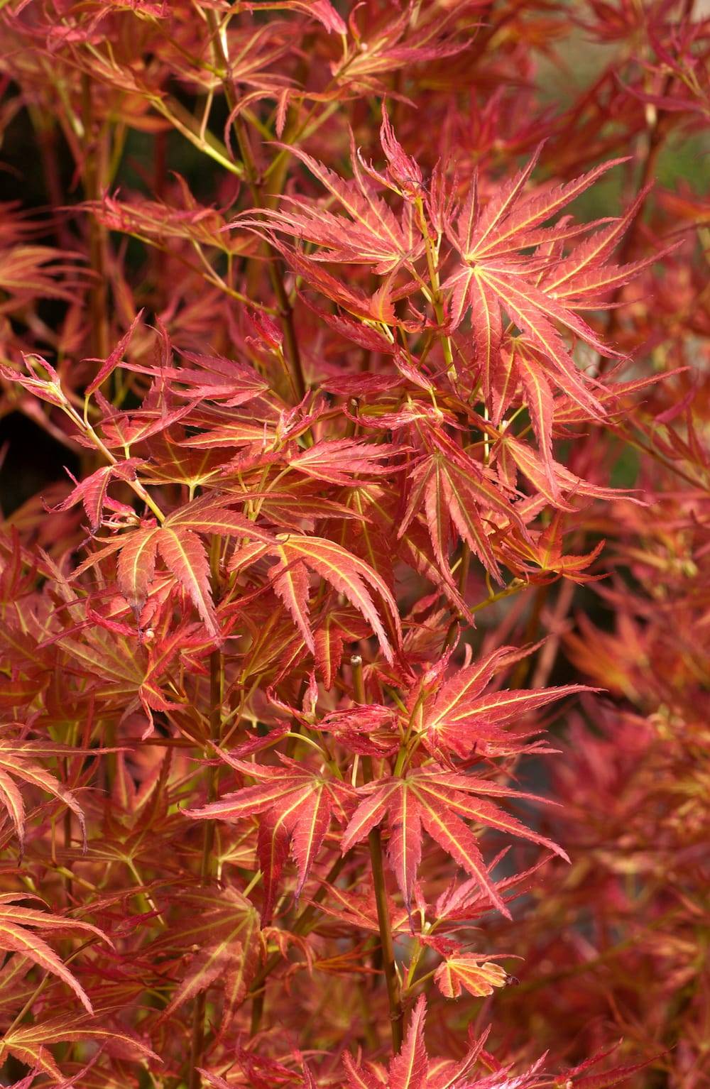 Acer palmatum 'Wilson's Pink Dwarf' - Érable japonais nain