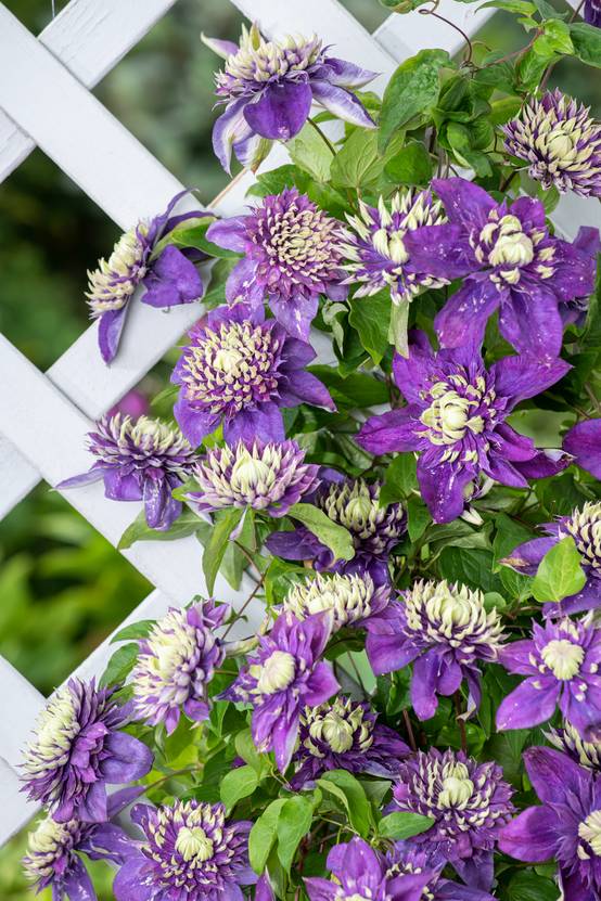 Clématite 'Taiga' - Clematis