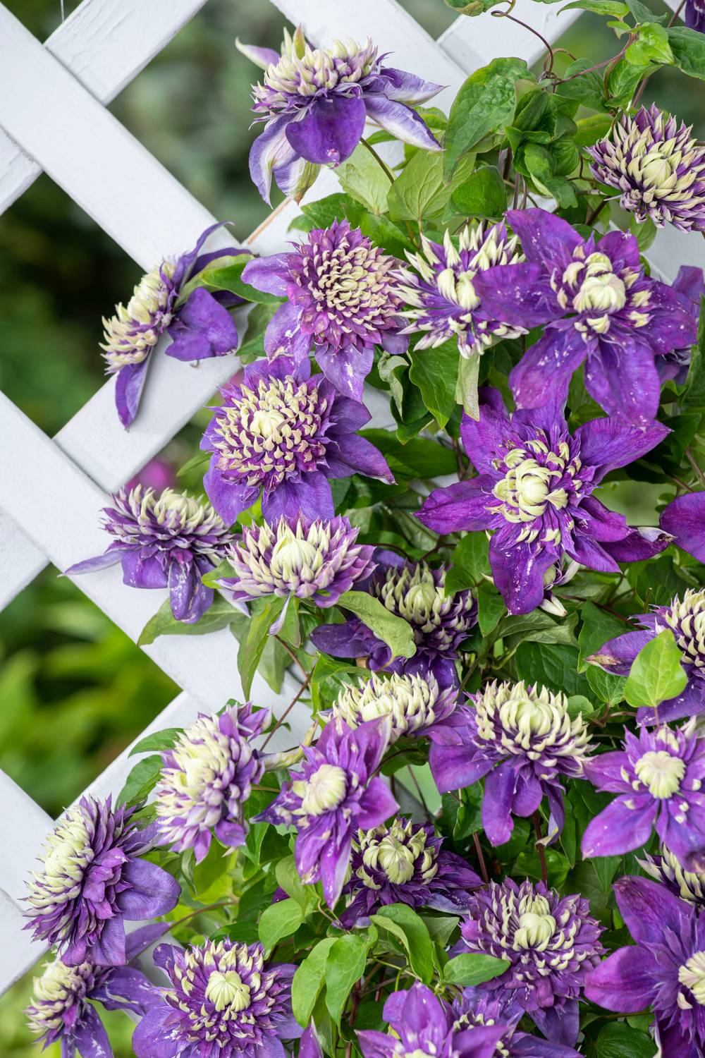 Clématite 'Taiga' - Clematis