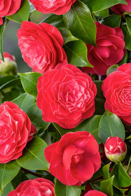 Camellia japonica 'Princesse Baciocchi' - Camélia du Japon