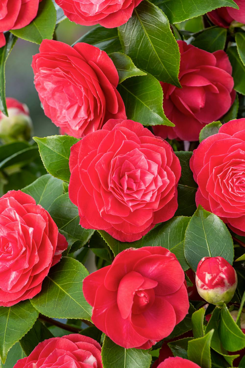 Camellia japonica 'Princesse Baciocchi' - Camélia du Japon
