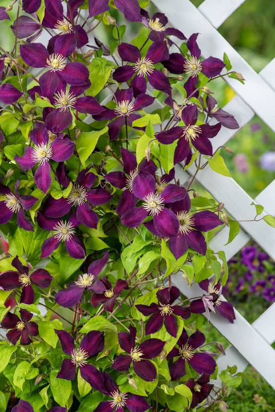 Clématite 'Mikelite' - Clematis