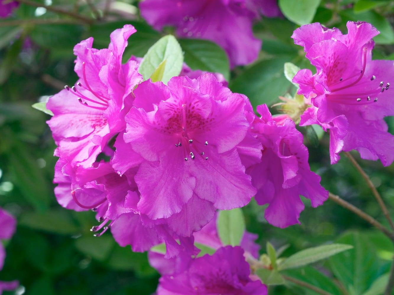 Azalea japonica 'Purple Splendour' - Azalée du Japon