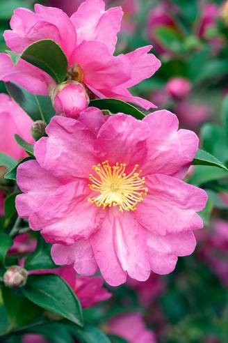 Camellia sasanqua 'Kanjiro' - Camélia d'automne