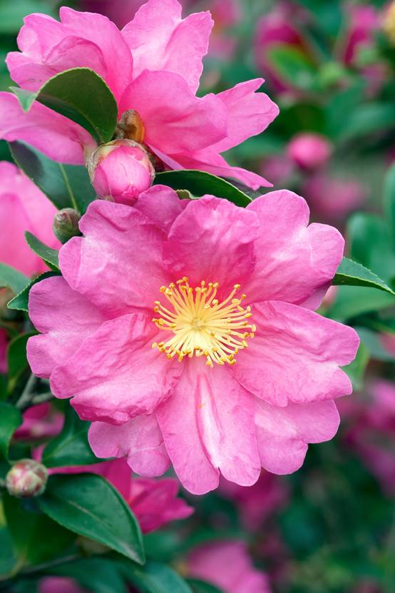 Camellia sasanqua 'Kanjiro' - Camélia d'automne