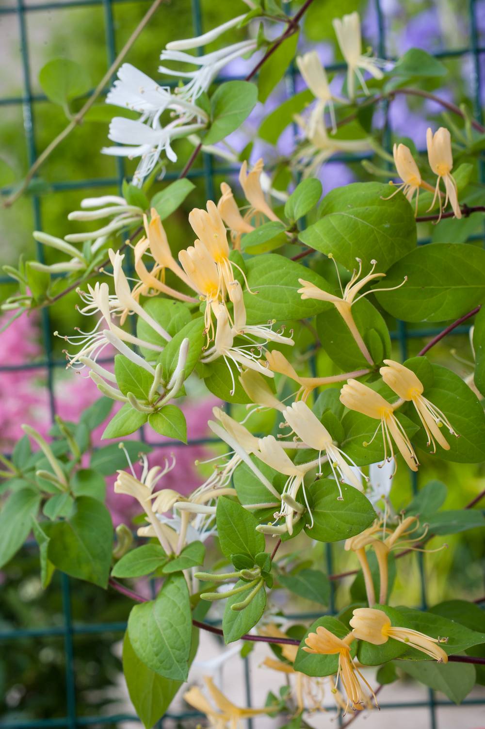 Lonicera japonica 'Halliana' - Chevrefeuille